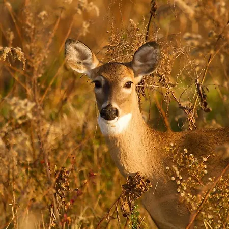 Free Standing Vacation House Garden, Private Jacuzzi, Veluwe Woods Lägenhet *