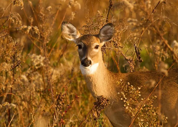 Free Standing Vacation House Garden, Private Jacuzzi, Veluwe Woods Apartment *